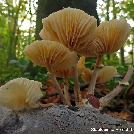 Dutchduochalet2 別荘 ス・グラーヴェンザンデ