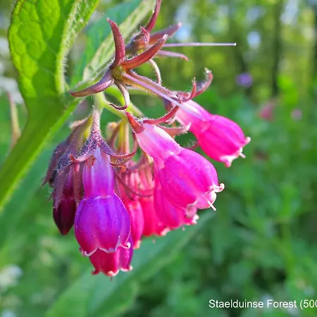 Dutchduochalet2 別荘 *