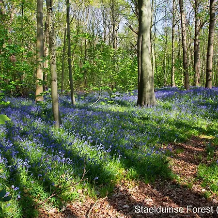 Dutchduochalet2 別荘 ス・グラーヴェンザンデ