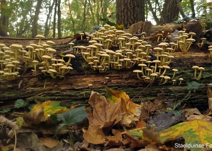 別荘 Dutchduochalet2