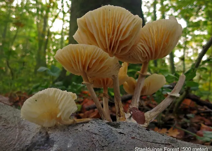 Dutchduochalet2 別荘 ス・グラーヴェンザンデ