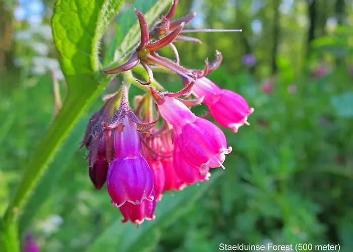 Dutchduochalet2 別荘 *