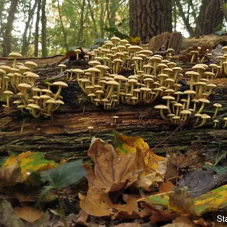 Dağ evi Dutchduochalet2