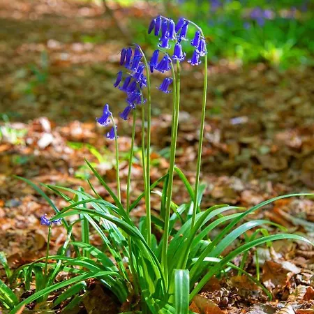 Dutchduochalet2 Dağ evi