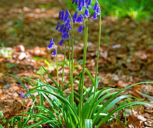 Dutchduochalet2 Tatil Evi